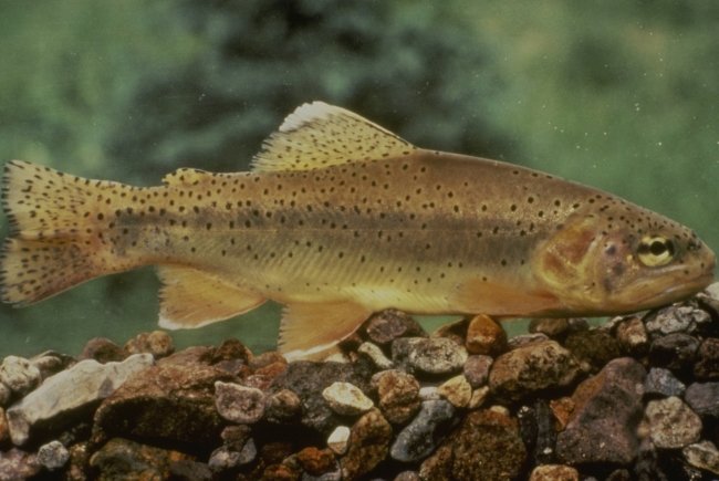 Golden Apache trout with dark spots swimming above gravel