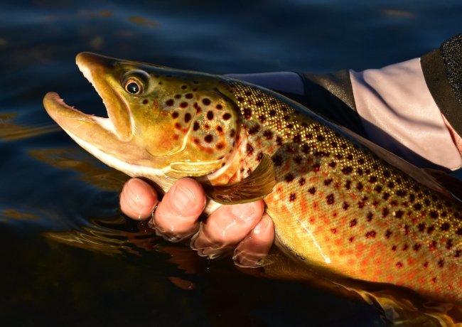 Close-up of a brown trout with golden flanks and dark and orange spots