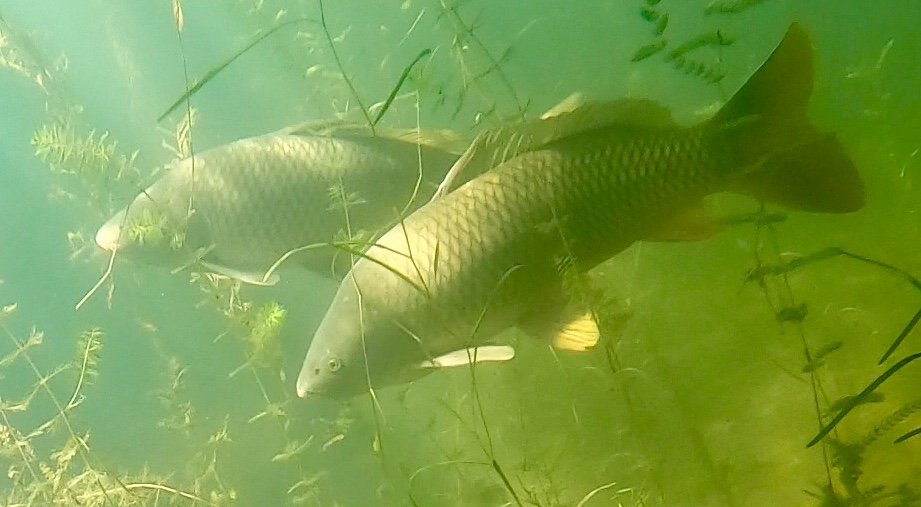 Common carp photographed underwater in Lake Minnetonka