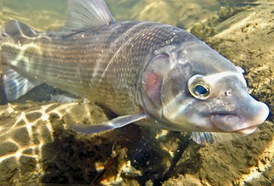 Mountain whitefish underwater showing its small downturned mouth and silvery scales