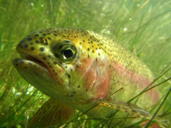 Close-up of a spotted rainbow trout underwater