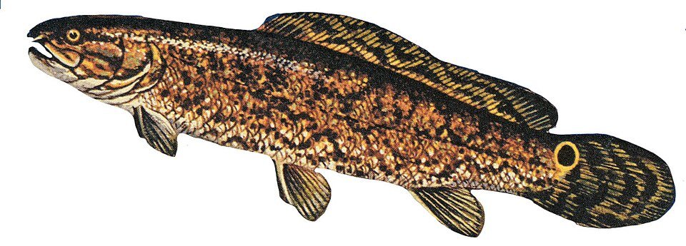 Bowfin (Amia calva) — reference image