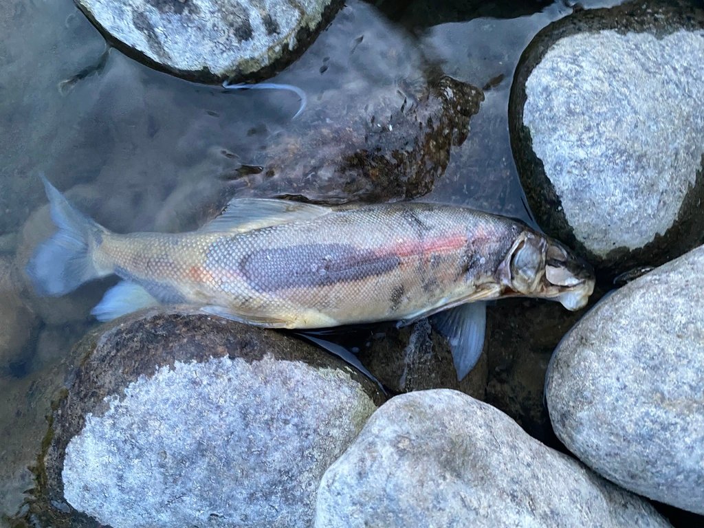 Bridgelip Sucker (Catostomus columbianus) — species reference image