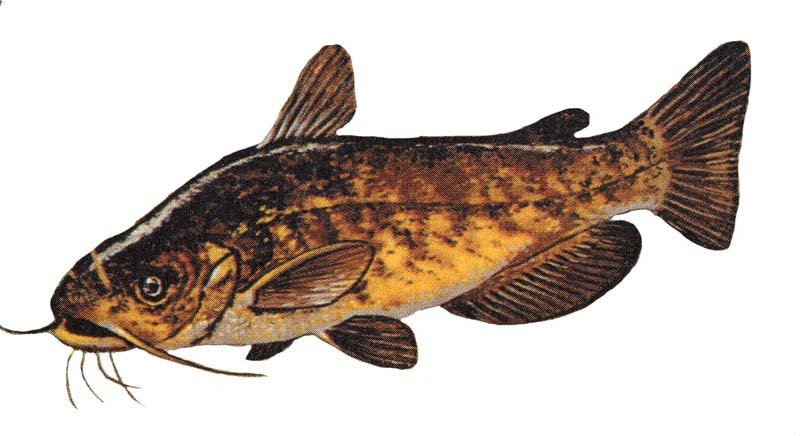 Brown Bullhead (Ameiurus nebulosus) — species reference image