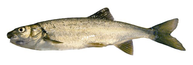 Chiselmouth (Acrocheilus alutaceus) — species reference image