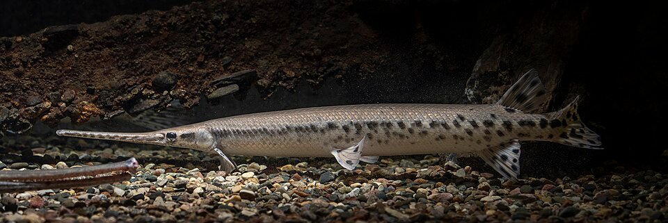 Longnose Gar (Lepisosteus osseus) — reference image