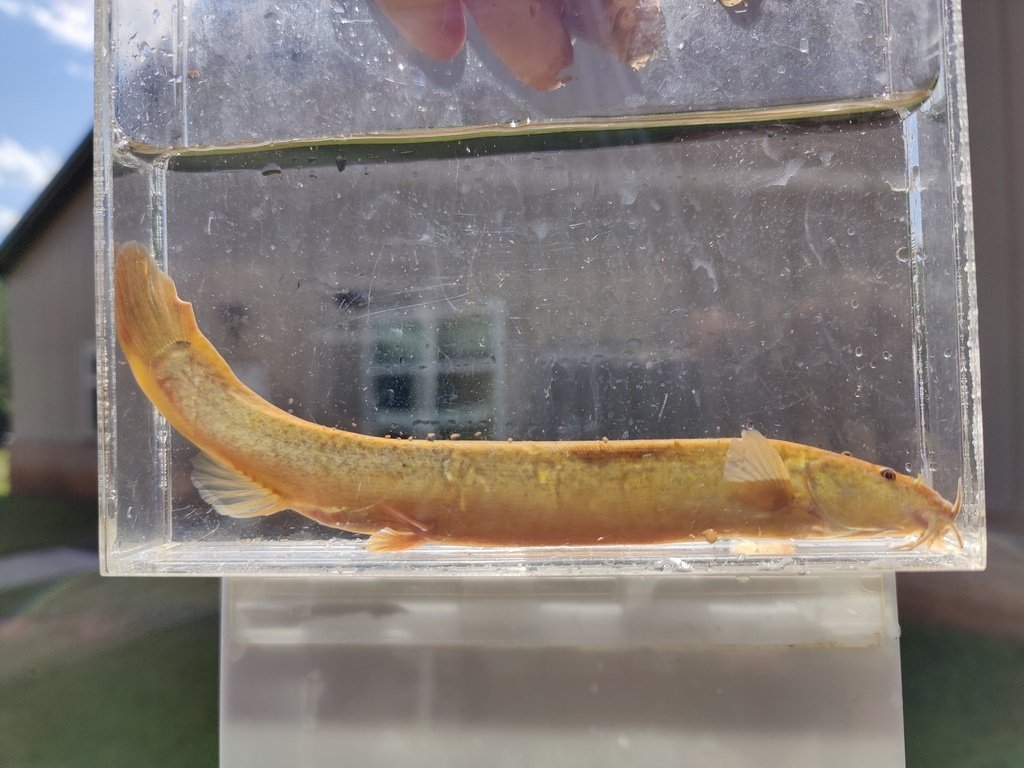 Oriental Weatherfish (Misgurnus anguillicaudatus)