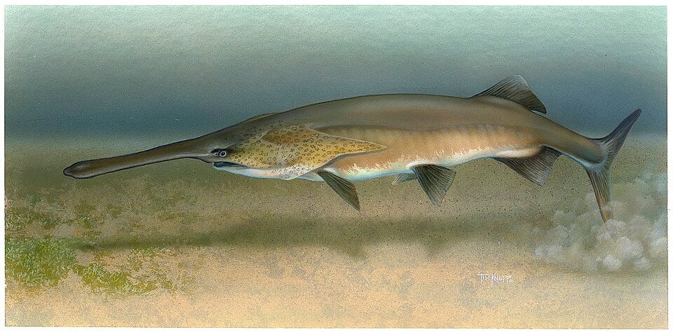 Paddlefish (Polyodon spathula) — reference image