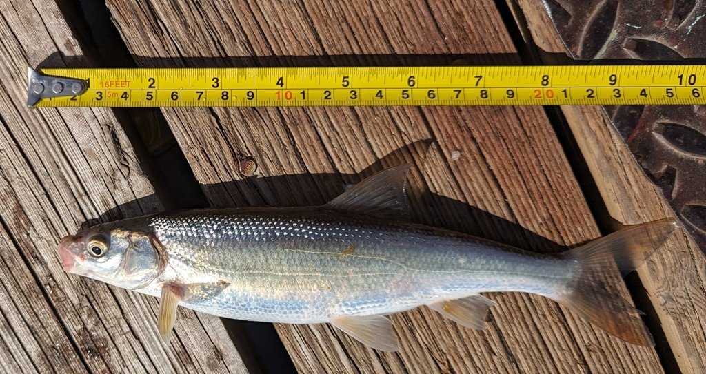 Peamouth (Mylocheilus caurinus)