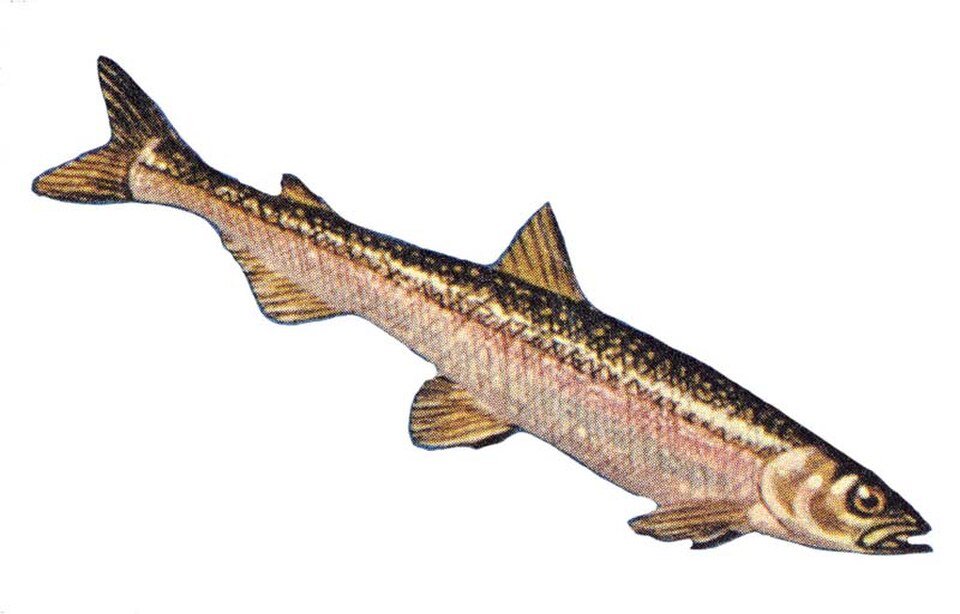 Rainbow Smelt (Osmerus mordax) — reference image